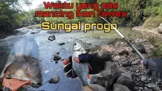MANCING TAWES SIRIP MERAH di sungai progo 🔥🔥