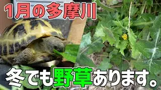 冬でも採れる！リクガメのエサになる野草採集 in 多摩川！！