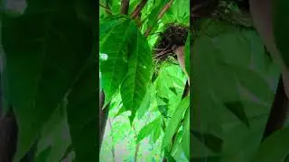 🪺🪹Nesting Nature🌿: Eco Explorer Finds Birds' Treehouse| Wildlife Wonders and Natural Vibes😊