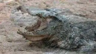 CrocBank