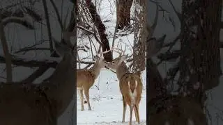 Whitetail Bucks And Doe Out In The Snowy Yard! #nature #wildlife #bucks