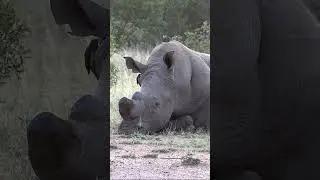 Rhino's Chill Zone #africansafariadventures #wildlife #nature #rhino #chill #animals #big5