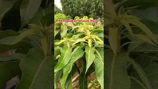 Optimalkan Pemupukan Vegetatif di Musim Hujan