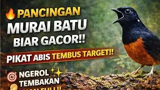  🔴 PANCINGAN ANTI GAGAL‼️Putar audio ini, Murai Batu auto mengganas 