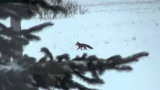 Fox Sighting