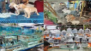 Kolkata bagbazar aquarium fish all breed dogs flower plant all type of bird #kolkatavlog #bagbazar