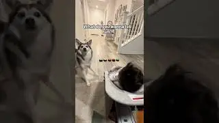 Sapphie the pomsky comforts baby part 2