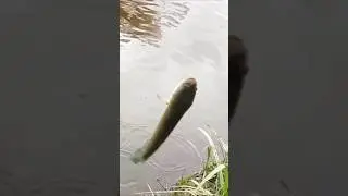 MANCING CEPAT STRIKE