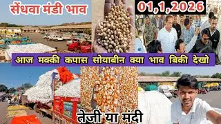 सेंधवा मंडी कपास मक्की सोयाबीन आवक बढ़त | Sendhwa Mandi Bhav Today 1 जनवरी 2026