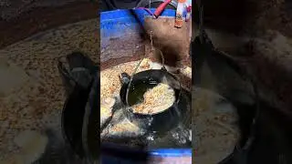 Wagner waffle iron high base #castironrestoration #shortsvideo #beforeandafter
