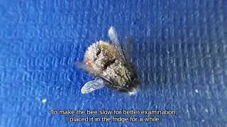 European orchard bee with parasites / gehoornde metselbij met parasieten