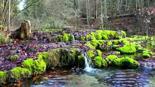 Kalksinterterrassen im Kasinger Tal bei Greding