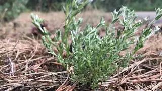 Small Cudweed (Filago minima) - 2017-08-02