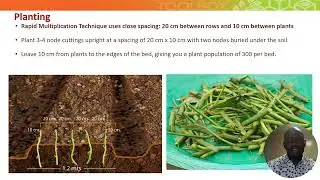 [Sweetpotato Quality Seed] Session 3: Rapid multiplication of sweetpotato seed in open nurseries