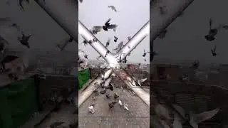#song #love #sad #music #coversong #_______full_support #pigeon #kabootarba #bird #kabootar