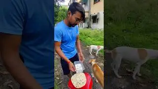 Feed a hungry dog god will bless you #pets #dogs #puppy #animals #puppies #cutedog #dog #love #viral