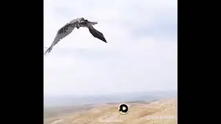 zmana unchi uhran dekhta Hy