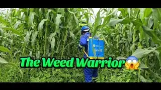 Hired As A Professional WEED Fighter|| I need to resign my job😭😭
