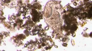 Alien? Ein Wimperntierchen kriecht durch den Schlamm