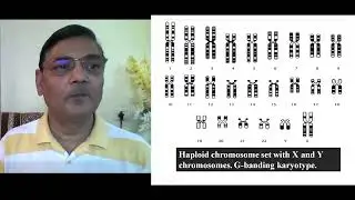 Human Chromosomes II KARYOTYPE