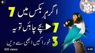 Love Birds Winter Breeding Tips 🕊️ | Diet, Heat & CareSuccessful Love Birds Breeding in Win