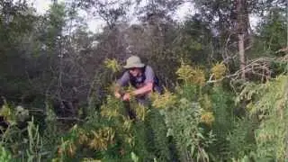 Walk In The Woods & Enjoy Goldenrod Tea