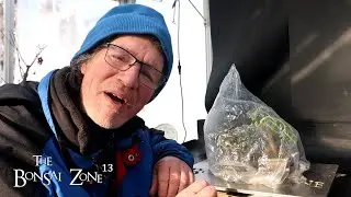 Pruning My Mini Succulents, The Bonsai Zone, Jan 2026