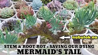 SAVING A DYING MERMAID'S TAIL SUCCULENT || Succulent root rot and Stem rot explained & what to do