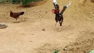 Cock vs scorpions #hen #birds