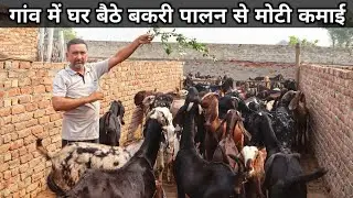 24 साल से कर रहे है Goat Farming बदल गई इनकी किस्मत | Bakri Palan | Goat Farming Business Plan