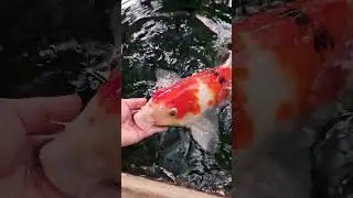 GETEISA Futter 4 Koi! Sehen Sie zu, wie die Koi das hochwertige Futter genießen. #koiteich #koi