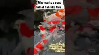 Some of the fish currently at World of Water, Oaktree Bracknell…