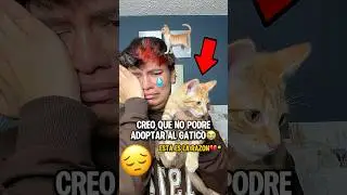 I THINK I WON'T BE ABLE TO ADOPT THE KITTY😭 THIS IS THE REASON💔* #viralshorts