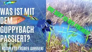 Was ist mit dem GUPPYBACH passiert ? I TAX