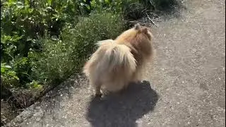 Walking Along a Farm In Holland (2025)
