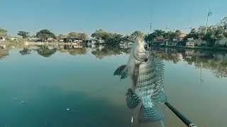 ทริปตกปลาEP 11 จุดเดิมทีเคยกินแห้ว รอบนี้เอาจริง #ตกชิงหลิว  #fishing #vlog