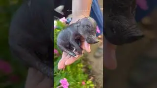 Shocking Pig Farrowing! 🐽 The Story of Wilbur.. 🫶🏻