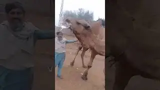 camel aggressive look and mood #camel #shortvideo #animals #camellife #ytshorts #youtubeshorts