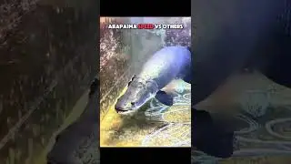 Arapaima Speed vs Cat Reflex💀