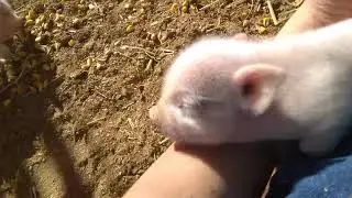 piglet falls asleep when talking to sister