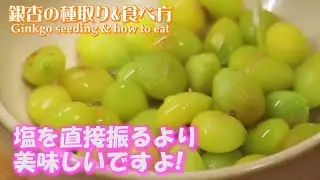イチョウ銀杏の実を拾い食べるまでの全工程Gin'nan no tanetori& eat