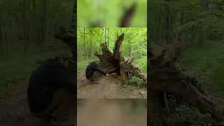 Secret Dugout Inside a Hollow Tree.   Full build #polissyabushcraft #bushcraft #survival