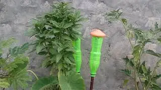 How to grow and care of Basil plant at home in detail