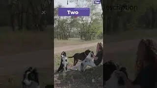 Best & Cheap Dog Carrier | dog care tips | dog grooming tips #carepettips #ytshorts #shorts