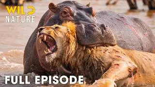 LION VS HIPPO | Zambia’s Deadliest Fights For Survival (Full Episode) | Wildlife Documentary