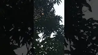 fresh mango #mango #mango on tree #desi aam #mango garden