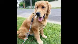 Best Multicoloured Climbing Rope Dog Leash For Dogs Of All Sizes And Breeds