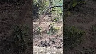 Nandankanan Jungle Safari..Tiger point