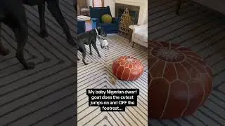 #cat #dog #us #usa #funny #happycats #catmemes #music #sheep #Horse #pets