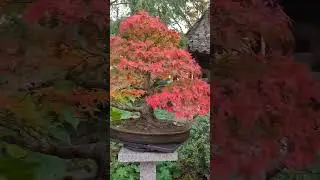 mini &aacute;rvore #garden #bonsaitree #bonsai #landscape #japanesemaple #jardim